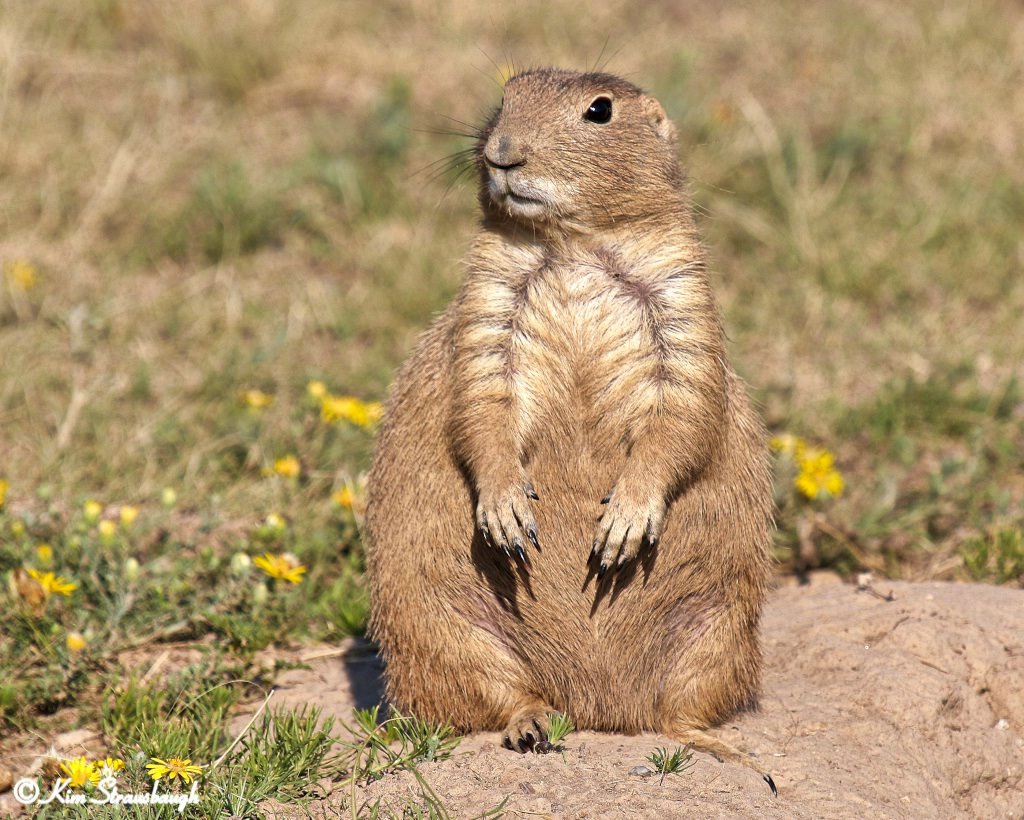 Prairie Dog