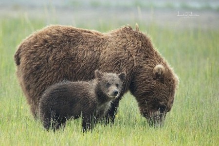 Mom and Cub