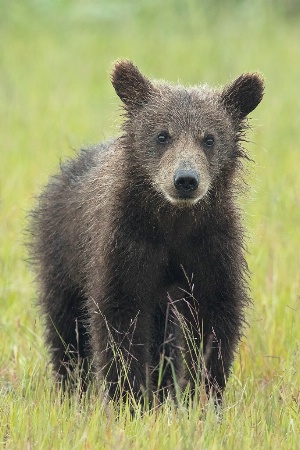 First Year Cub