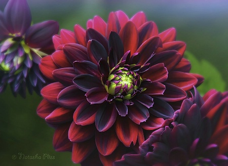 Misty dahlia