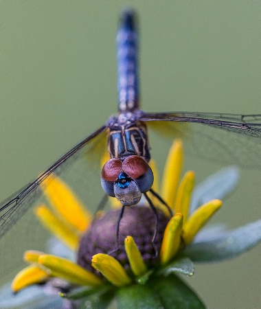 Dragonfly