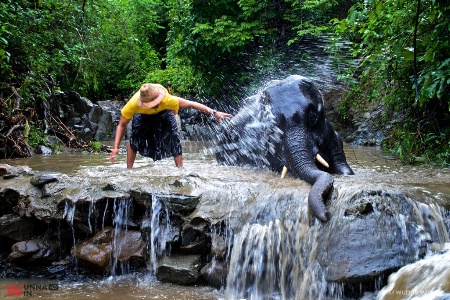 elephant bathing