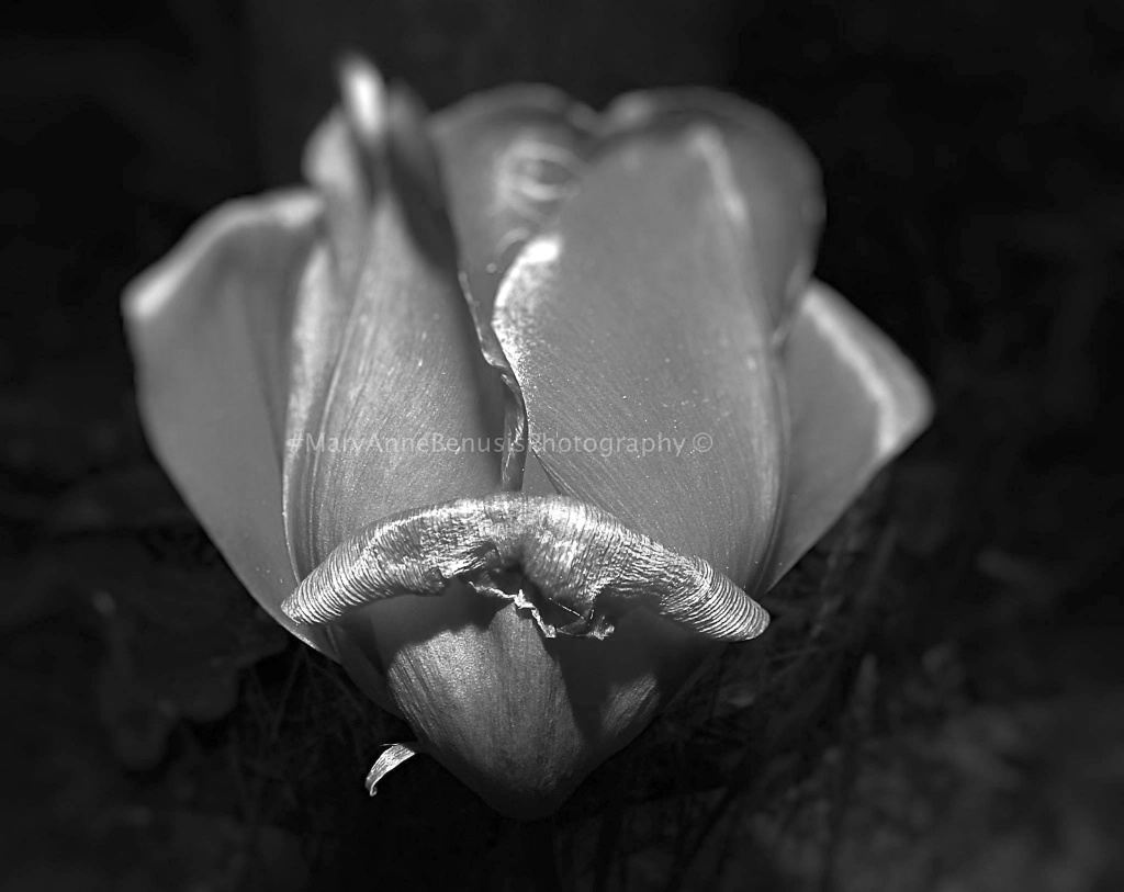 B/W Tulip - ID: 15433908 © Mary-Anne Benusis
