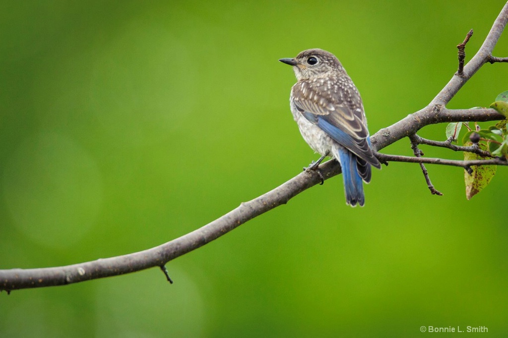 Baby Eastern Bluebird