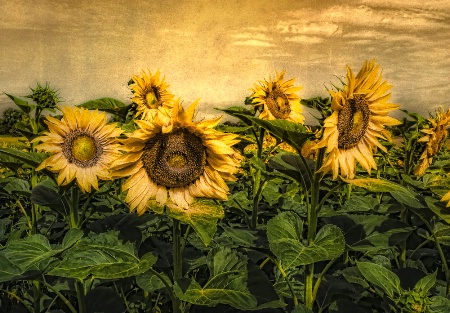 Sunflower Gold