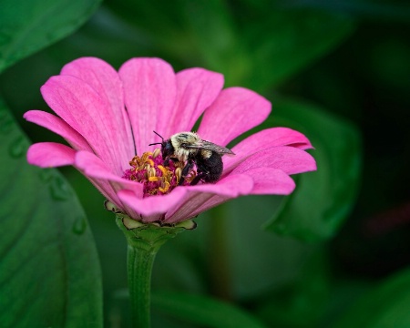 Pollinator