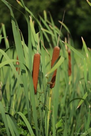 Corn Dogs