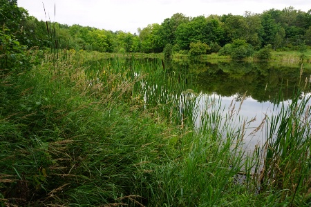 Woodland Pond