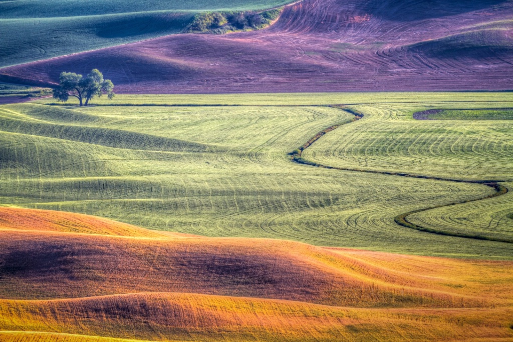 The Lone Tree