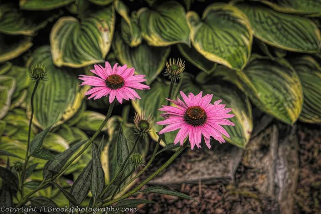 grunge coneflower