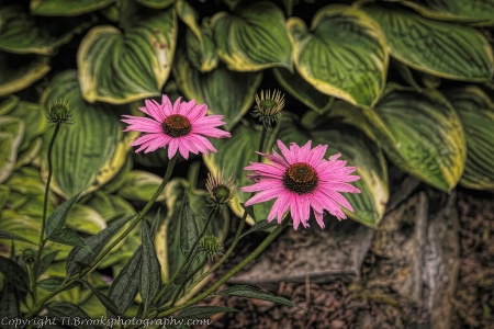 grunge coneflower