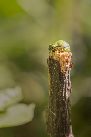 Frog on a Stick