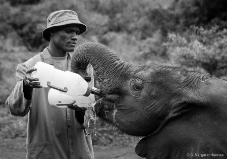 Keeper Feeding Orphan Elephant