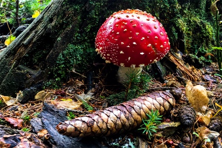 Amanita