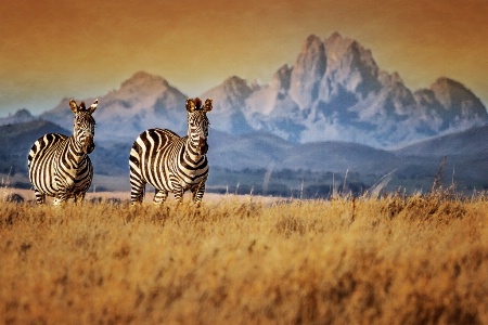 Mt. Kenya Visitors  5723