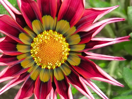 Gazania