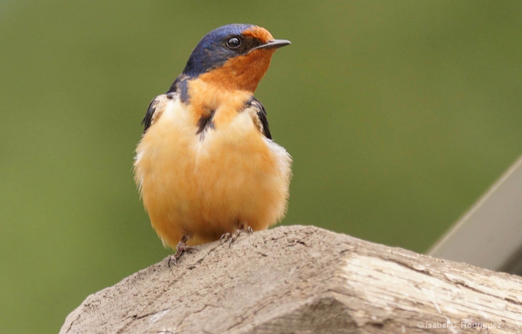 Colorful Barn Swallow