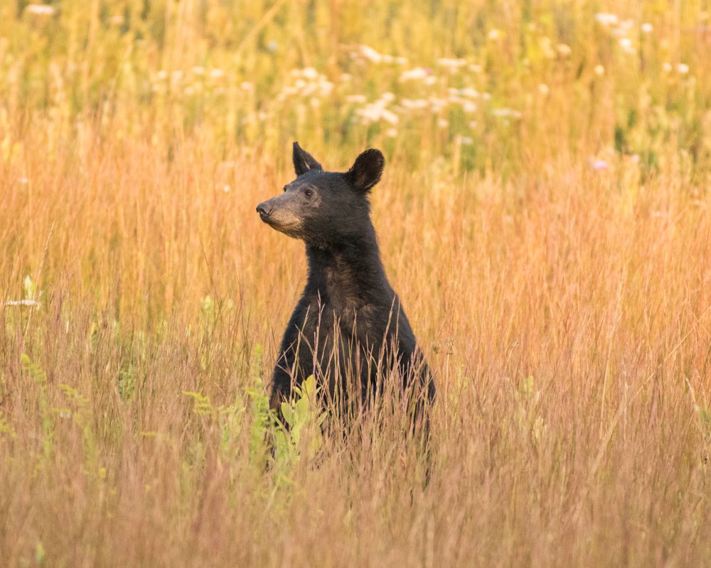 Hello Meadow!