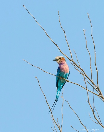 Lilac Breasted Roller