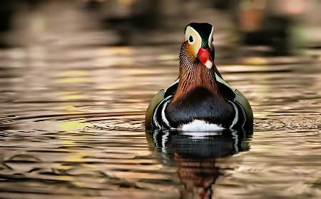 Mandarin Duck