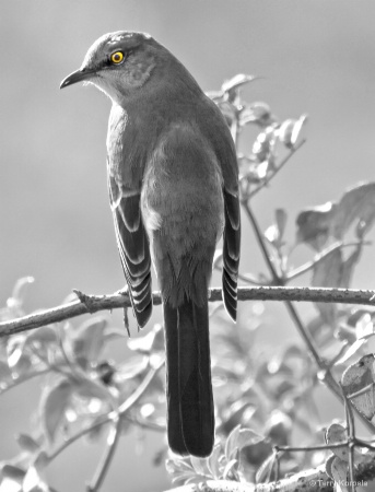 Northern Mockingbird 