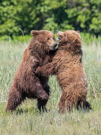 Sparring Brown Bears    