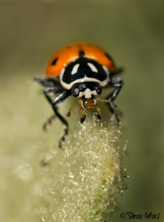 Up close and personal with a ladybug