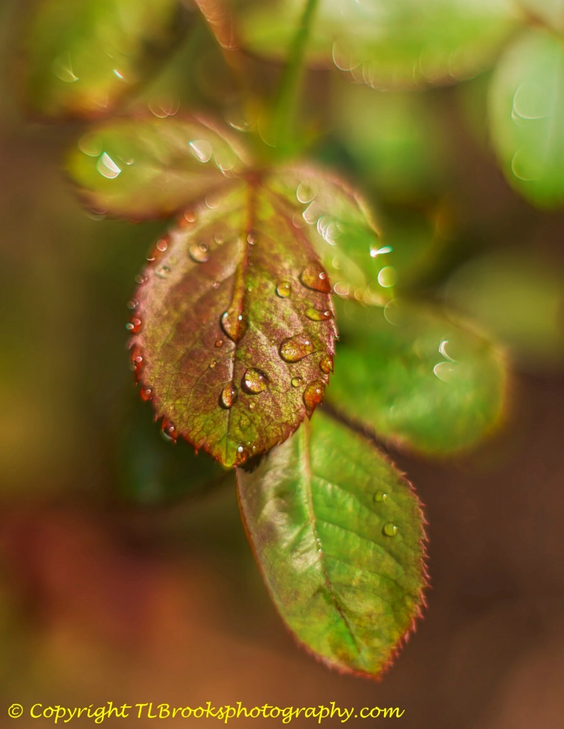 raindrops 