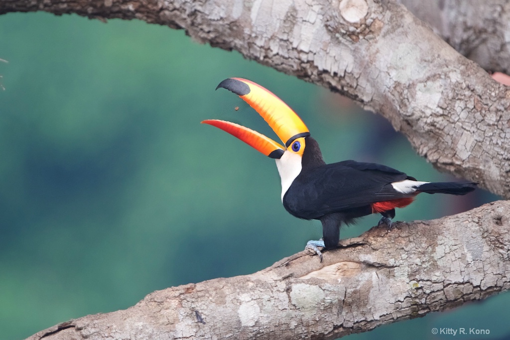 The Toco Toucan Eating a Nugget - ID: 15463023 © Kitty R. Kono