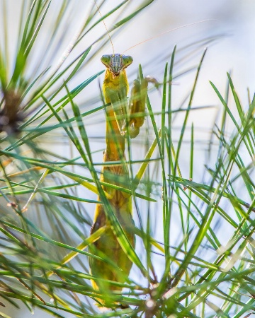 Not Quite A Pine Needle