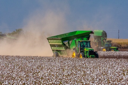 Gathering Cotton