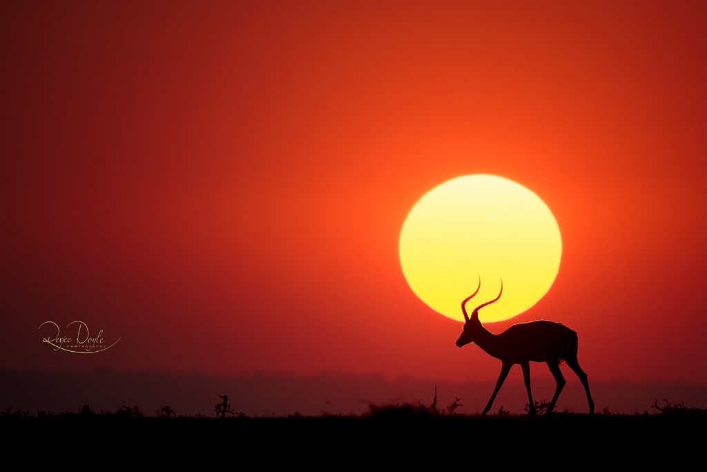 Sunset on the Plains