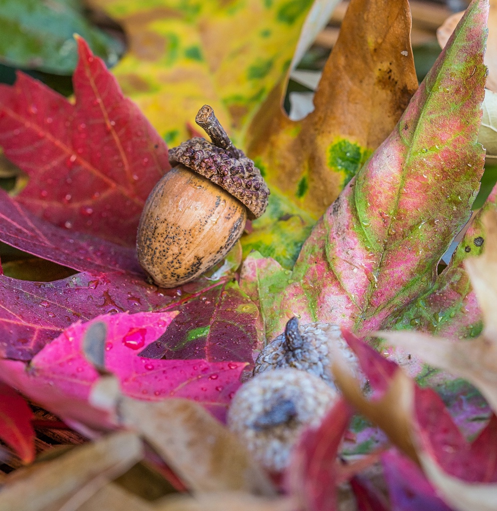 Colors of Fall