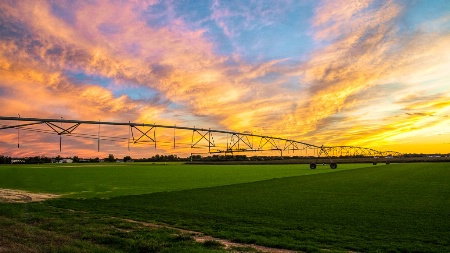 Sod Farm