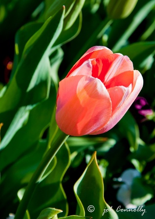 Spring Tulip