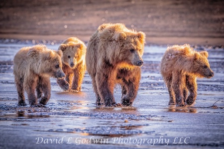 Family of Four