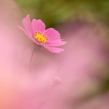 Pink Cosmos--shooting through