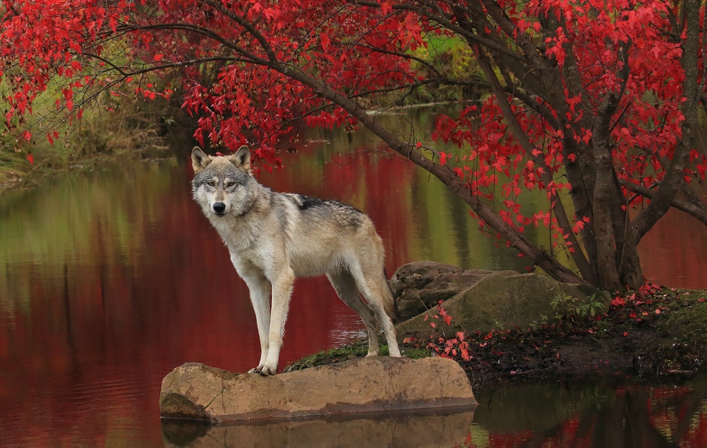 Wolf in Red