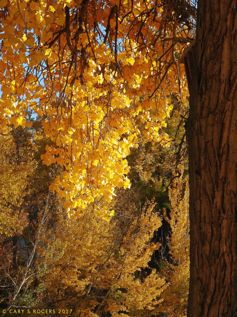 View From Under A Cottonwood Tree