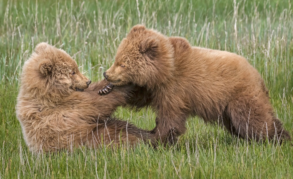 Bear Cub Buddies   