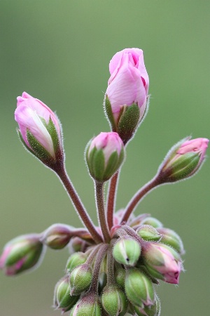 Geranium Buds