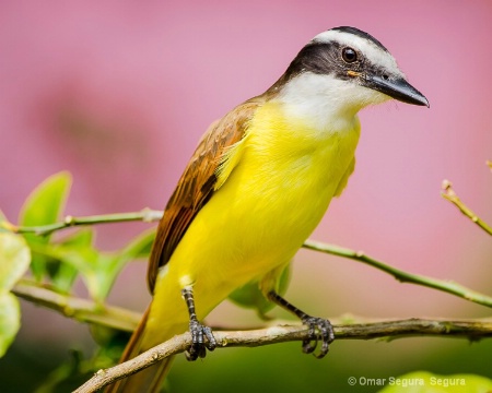 Great kiskadee