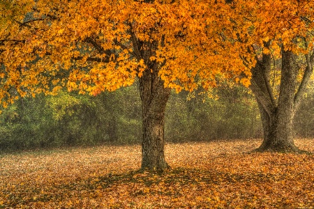 Fall Glory