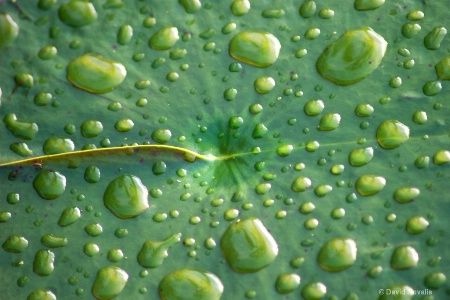 Resting Raindrops