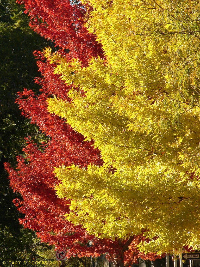 Two Tall Trees in October