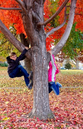 A Fun Tree in the Park