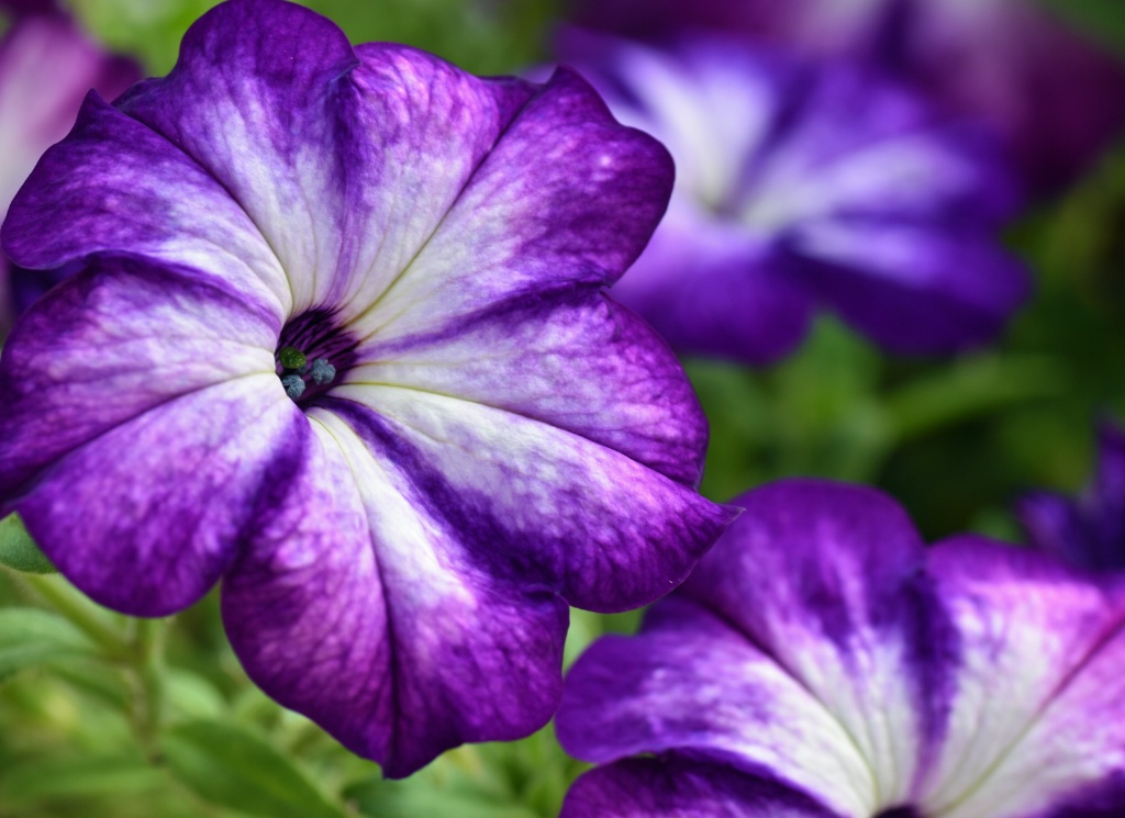 Petunia Trio