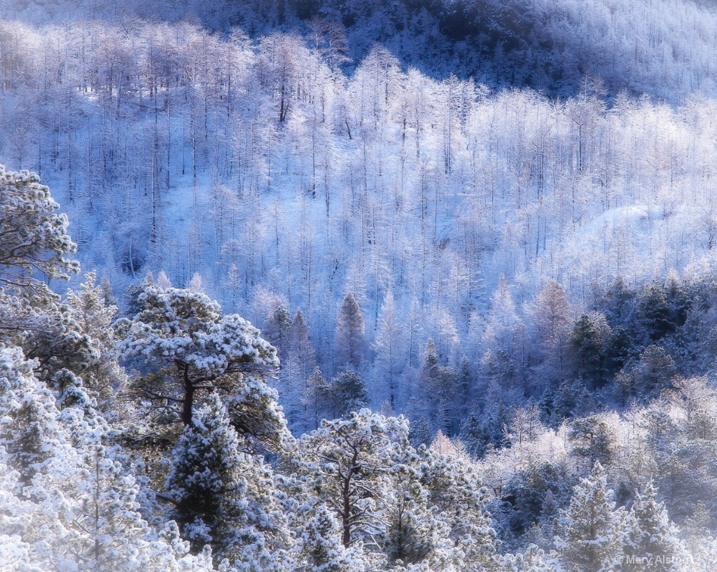 April Snow in Fourmile Canyon