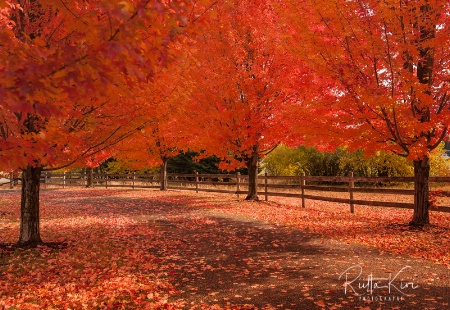 Country Road