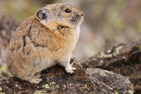 Proud Pika